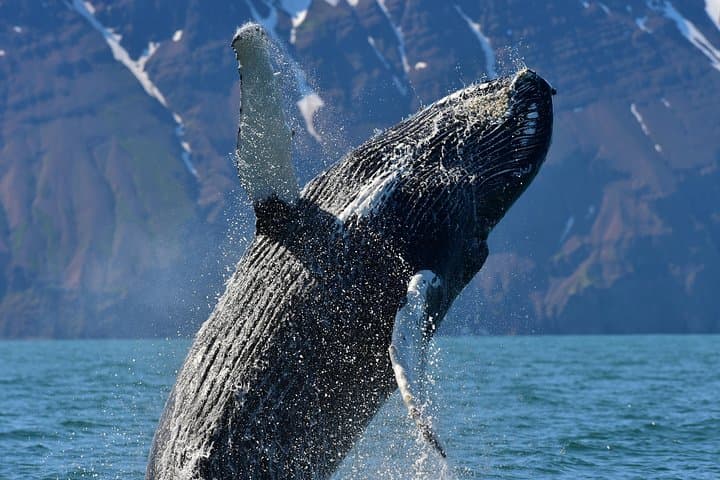 Whale Watching via Oak Boat from Húsavík, Iceland