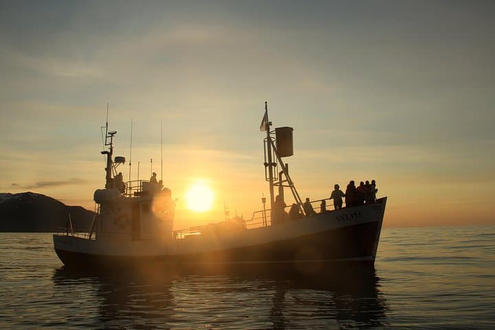 Whale Watching via Oak Boat from Húsavík, Iceland