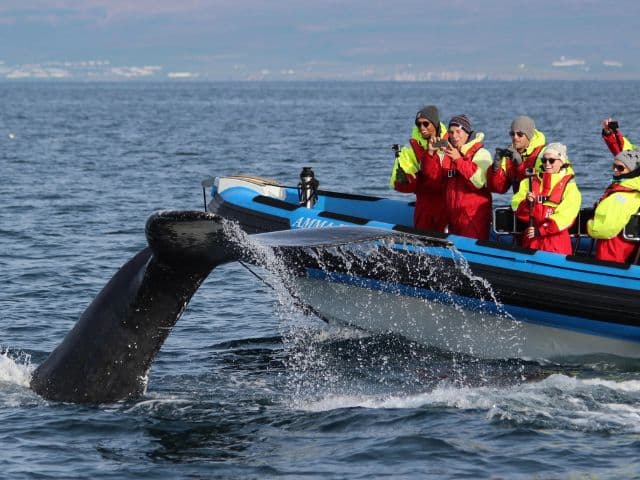 Big Whale Safari & Puffins at Húsavík, Iceland