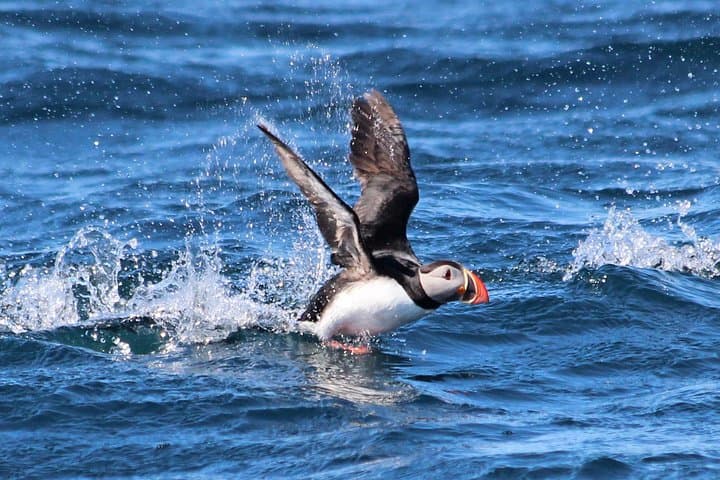 Big Whale Safari & Puffins at Húsavík, Iceland