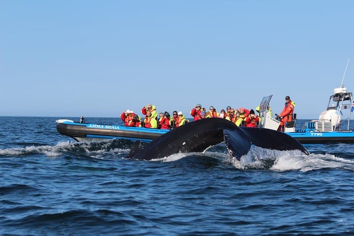 Big Whale Safari & Puffins at Húsavík, Iceland