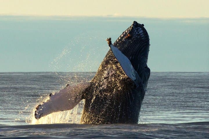 Big Whale Safari & Puffins at Húsavík, Iceland