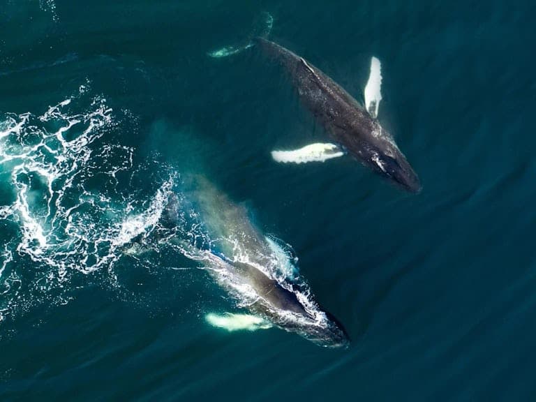 Grand Golden Circle & Whale Watching Tour from Reykjavík