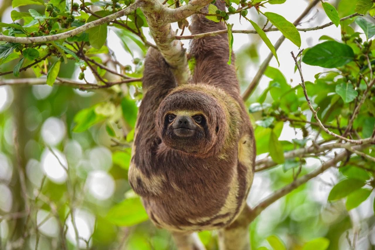 Welcome to the Jungle -  3-day excursion at Peruvian Amazon