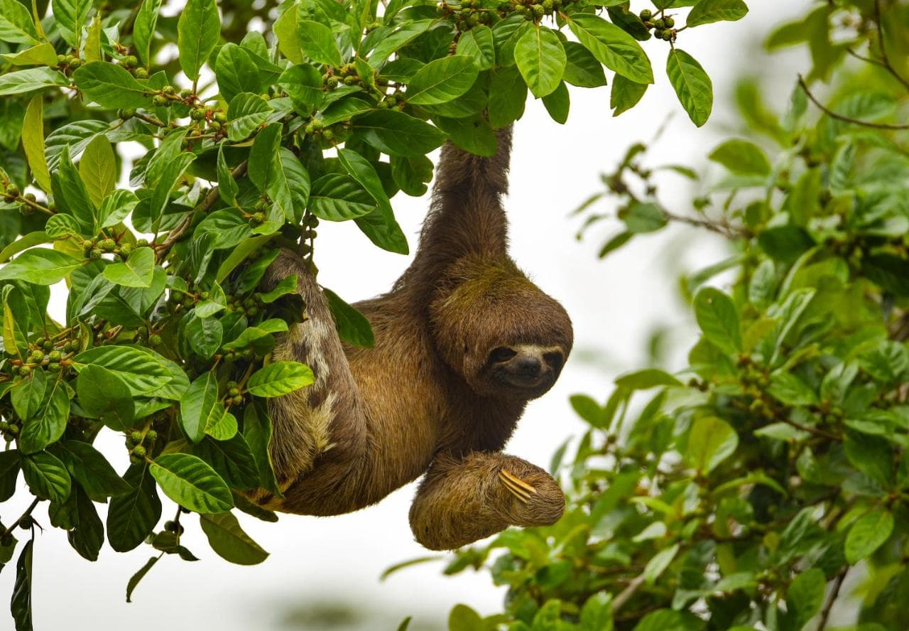 Welcome to the Jungle -  3-day excursion at Peruvian Amazon