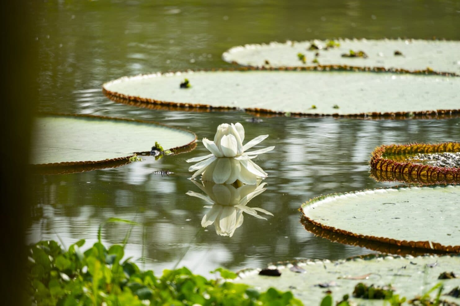 Welcome to the Jungle -  3-day excursion at Peruvian Amazon