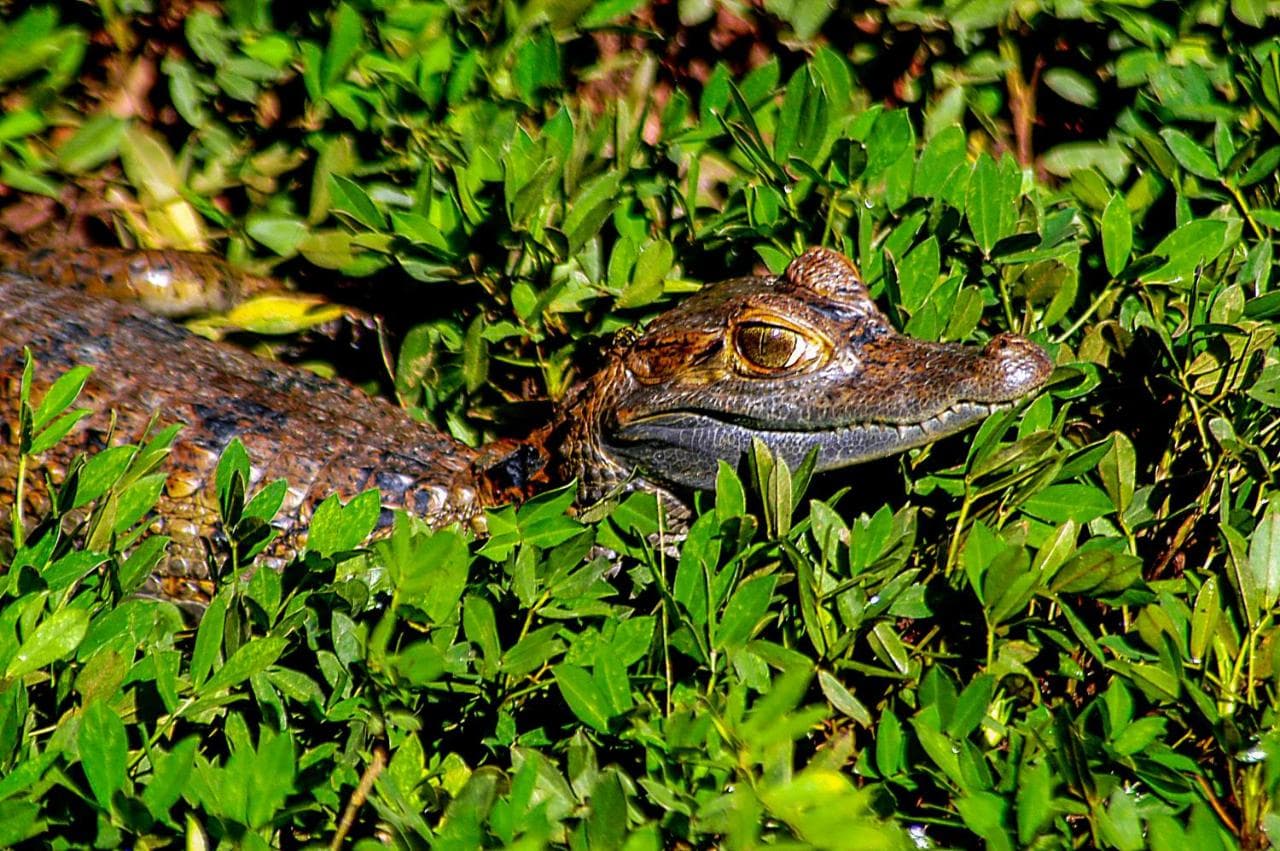 Welcome to the Jungle -  3-day excursion at Peruvian Amazon