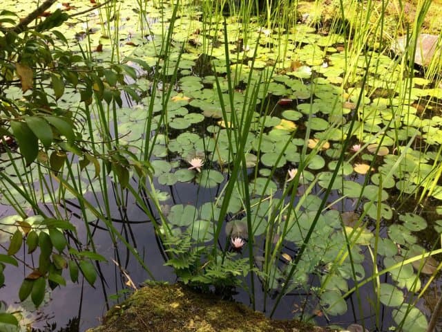 Discover Japanese gardens in Kyoto with a garden specialist