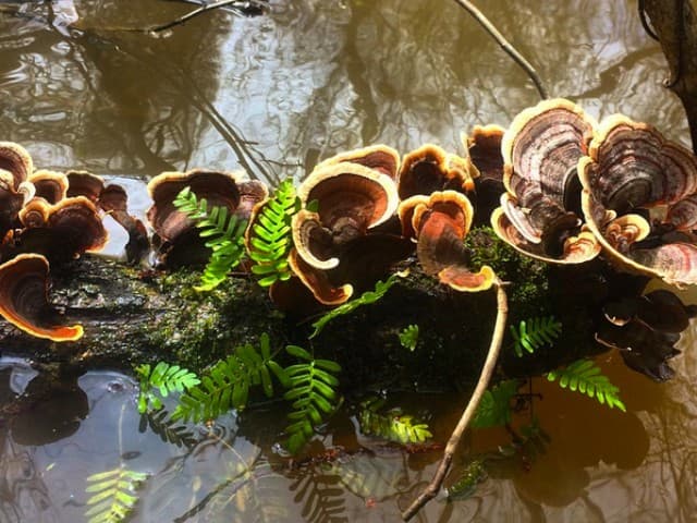 Extended Manchac Kayak Tour | Louisiana