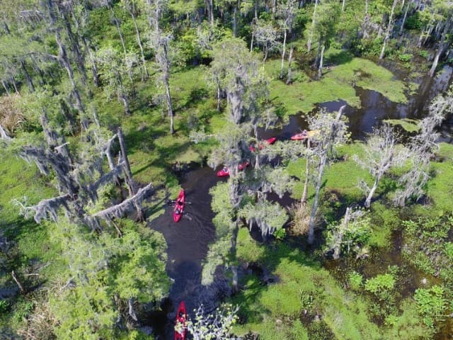 Extended Manchac Kayak Tour | Louisiana
