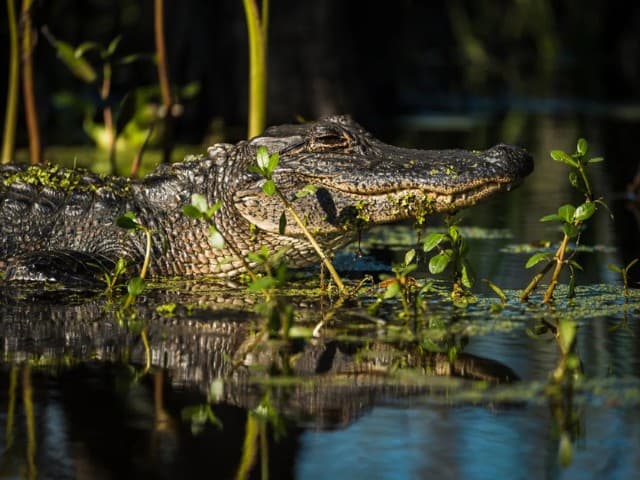 Kayak Swamp and Whitney Plantation Combo Tour | Louisiana