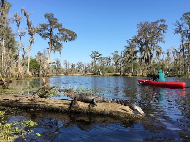 Kayak Swamp and Whitney Plantation Combo Tour | Louisiana