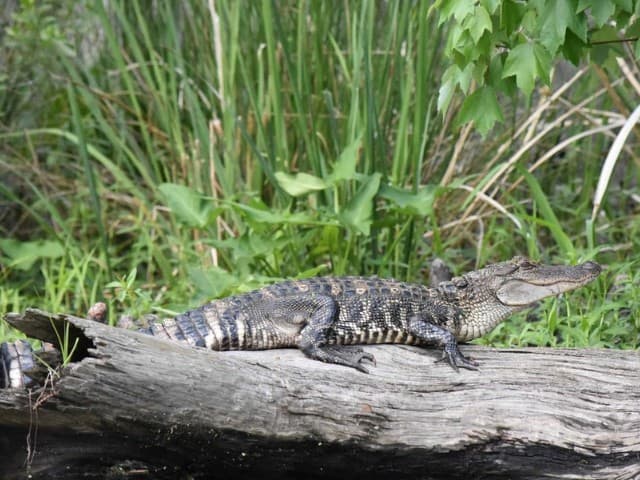 Extended Manchac Kayak Tour | Louisiana