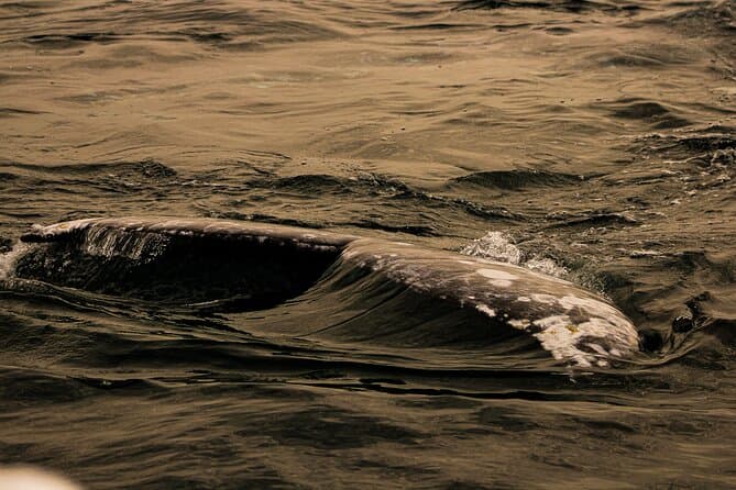 Gray Whale journey: 10 hour tour with 3 hours of whale watching | La Paz