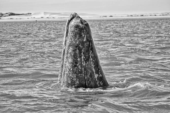 Gray Whale journey: 10 hour tour with 3 hours of whale watching | La Paz