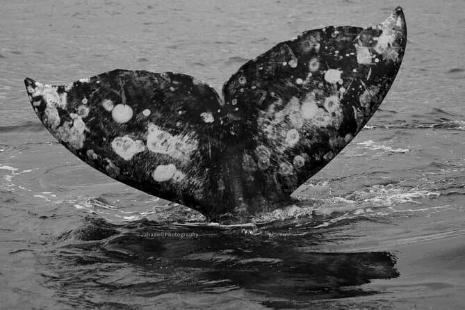 Gray Whale journey: 10 hour tour with 3 hours of whale watching | La Paz