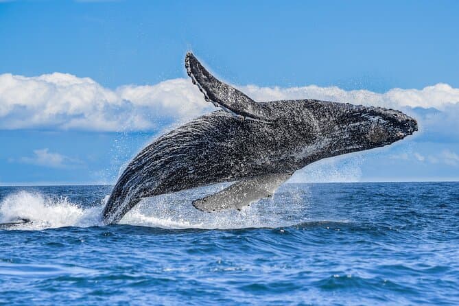 Los Cabos Humpback Whale Watching with Pick up in La Paz