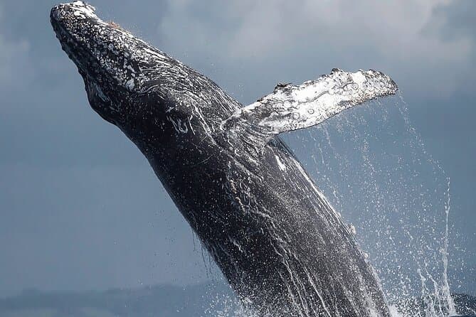 Los Cabos Humpback Whale Watching with Pick up in La Paz