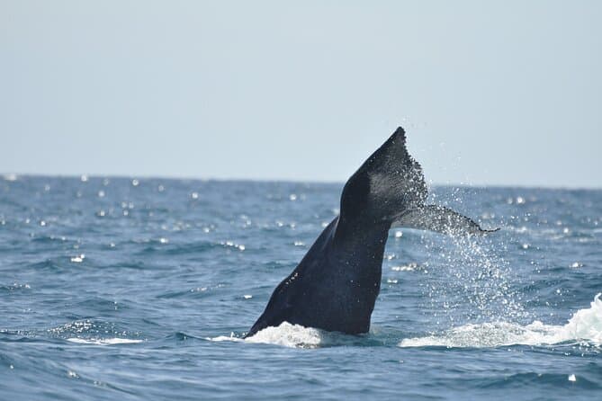 Los Cabos Humpback Whale Watching with Pick up in La Paz