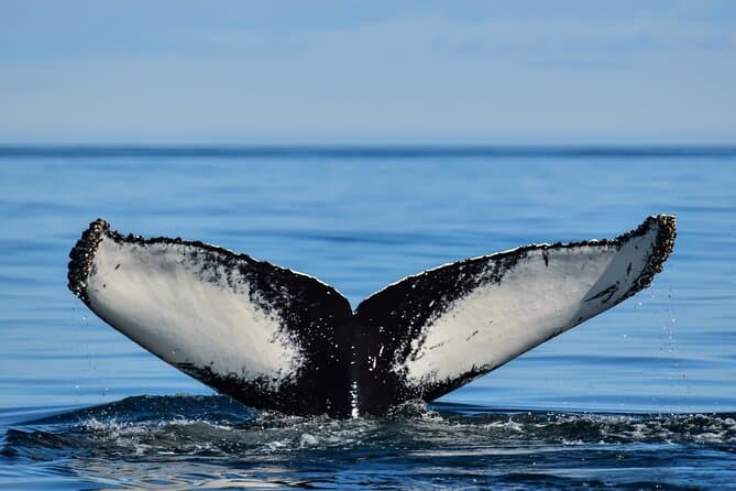 Los Cabos Humpback Whale Watching with Pick up in La Paz