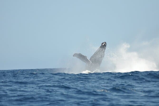 Los Cabos Humpback Whale Watching with Pick up in La Paz