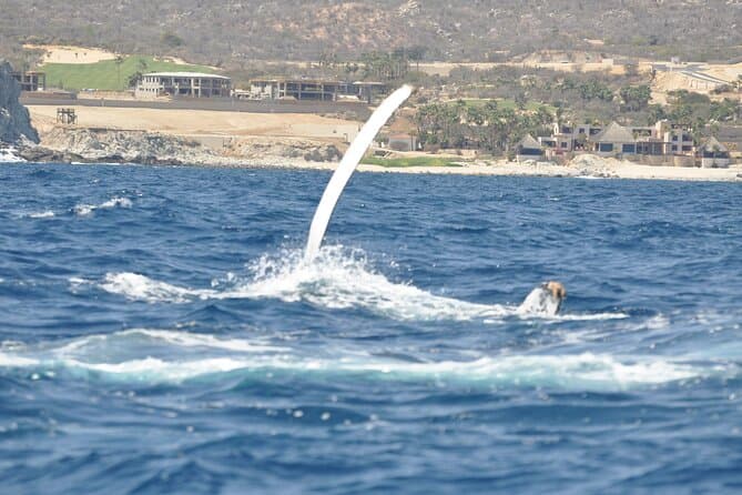 Los Cabos Humpback Whale Watching with Pick up in La Paz