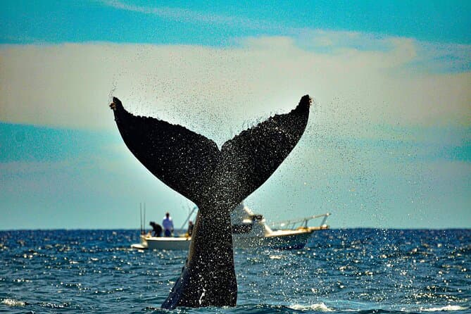 Los Cabos Humpback Whale Watching with Pick up in La Paz