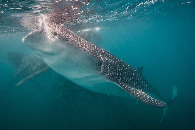 La Paz Whale Shark Snorkelling Experience