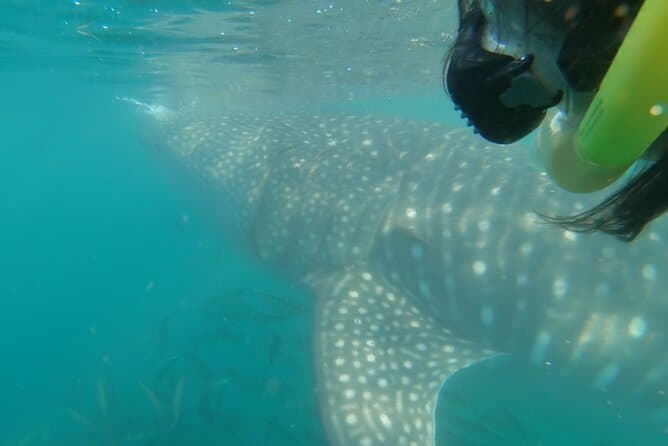 La Paz Whale Shark Snorkelling Experience