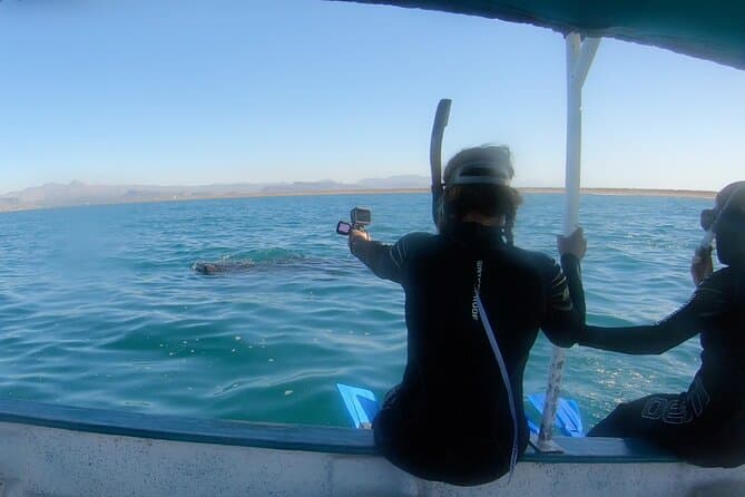 La Paz Whale Shark Snorkelling Experience