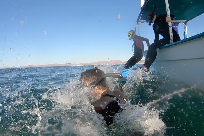La Paz Whale Shark Snorkelling Experience