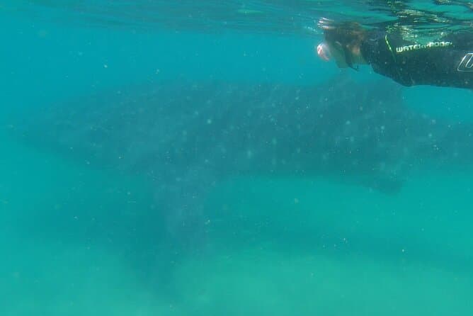 La Paz Whale Shark Snorkelling Experience