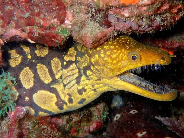 Madeira Garajau Marine Reserve Dive Trip