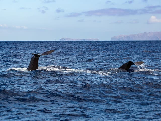 Whales and dolphins watching Madeira