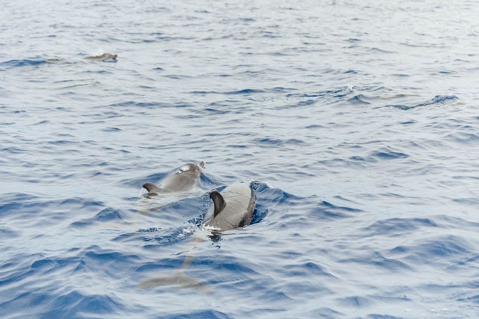 Whales and dolphins watching Madeira