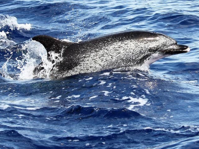 Whales and dolphins watching Madeira