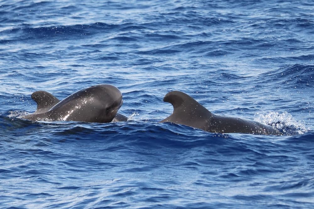 Whales and dolphins watching Madeira