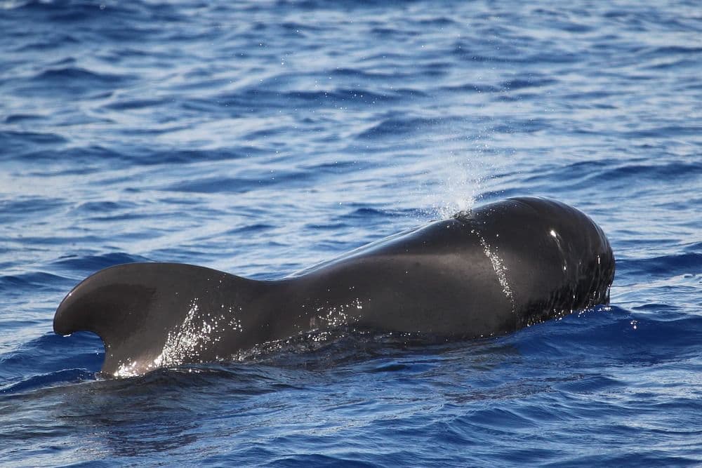 Whales and dolphins watching Madeira