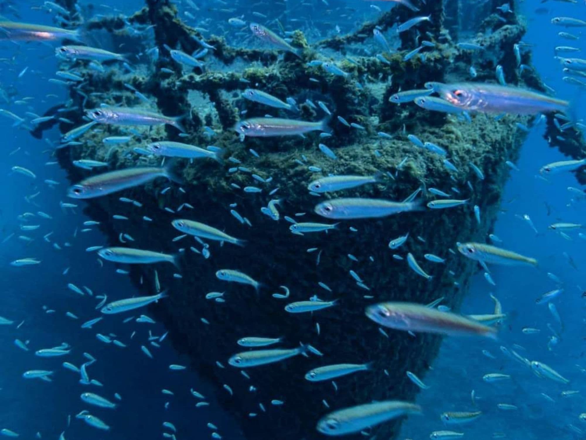 Madeira Corveta Afonso Cerqueira wreck diving 