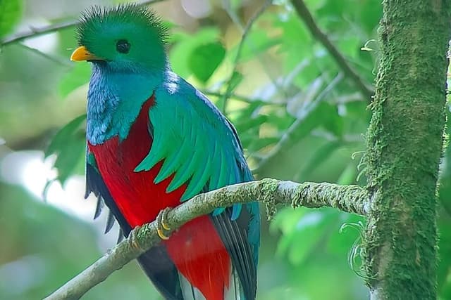 Monteverde Cloud Forest Nature Tour