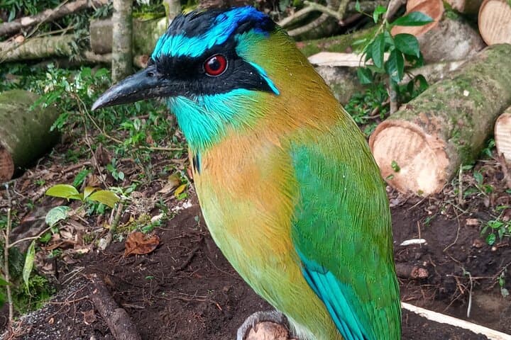 Monteverde Cloud Forest Nature Tour