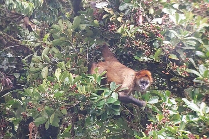 Monteverde Cloud Forest Nature Tour