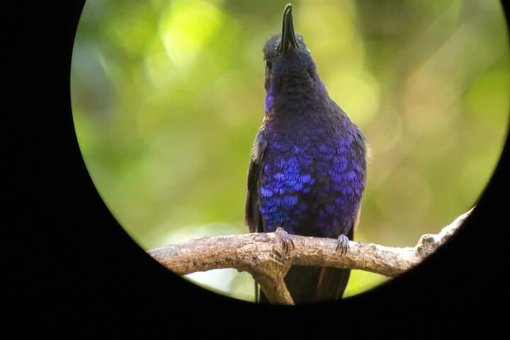 Monteverde Cloud Forest Nature Tour