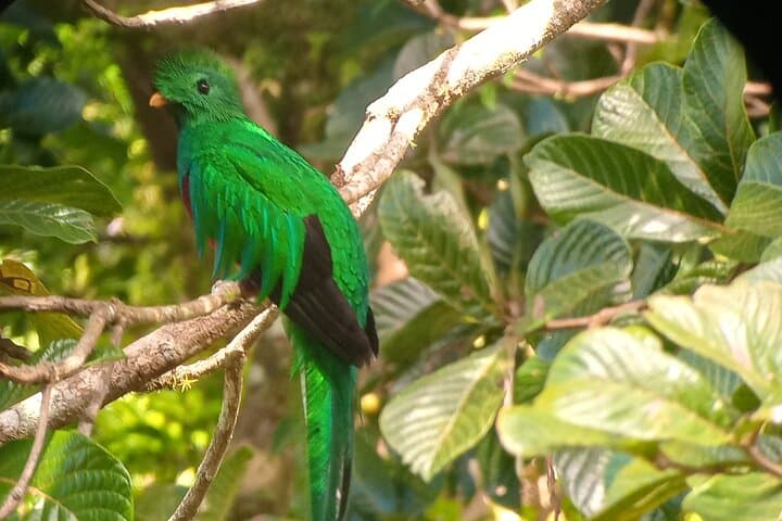 Monteverde Cloud Forest Nature Tour