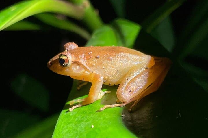 Monteverde Wildlife Night Tour