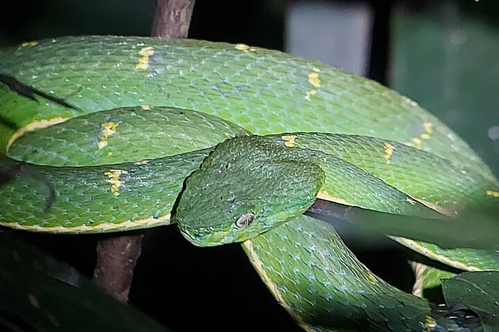 Monteverde Wildlife Night Tour