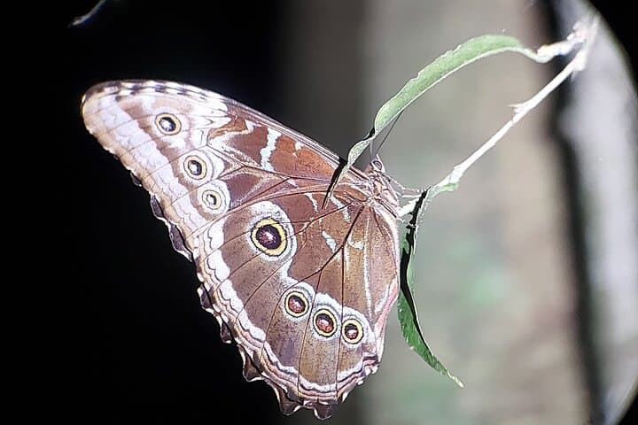 Monteverde Wildlife Night Tour