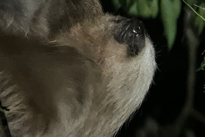 Monteverde Wildlife Night Tour