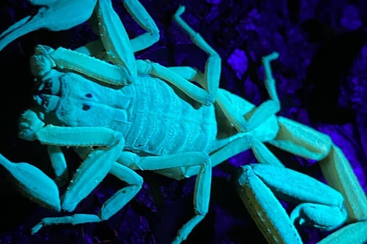 Monteverde Wildlife Night Tour