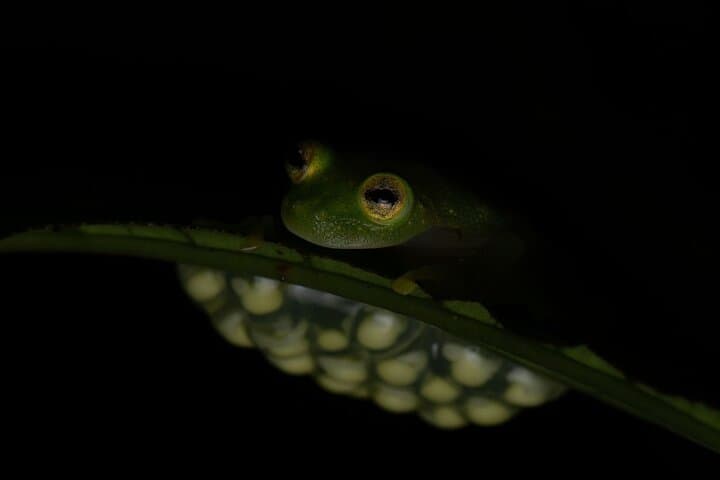 Monteverde Wildlife Night Tour